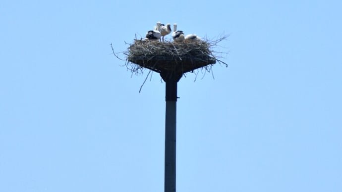 コウノトリの雛たち