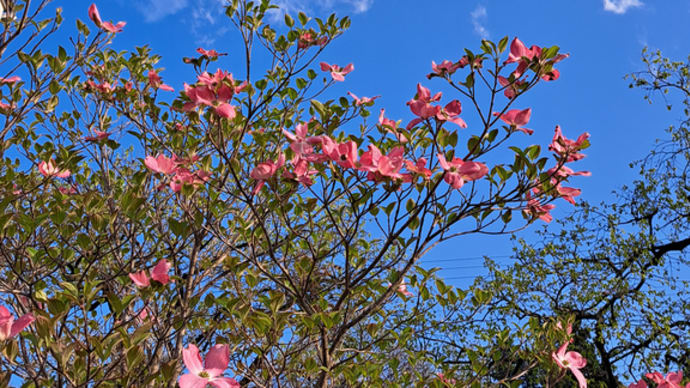 紅白の揃う庭先花水木