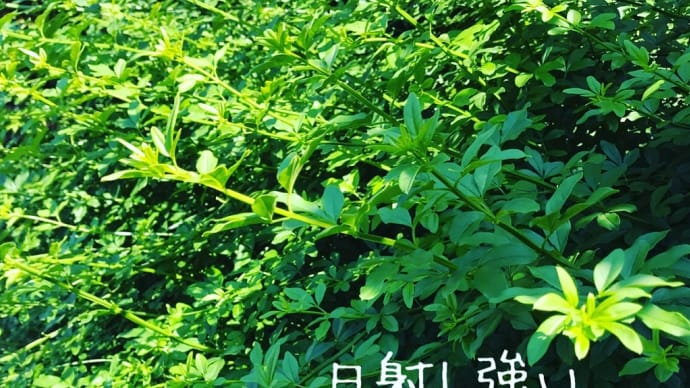 日射し強!塩舐めました
