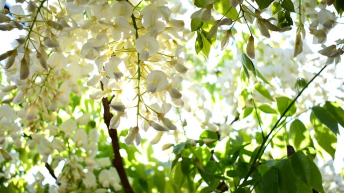白藤の咲く庭。