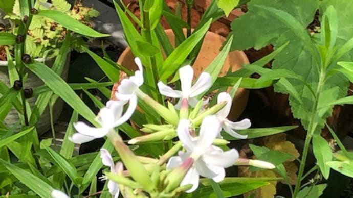 サボンソウの花が咲き始めました 20220621
