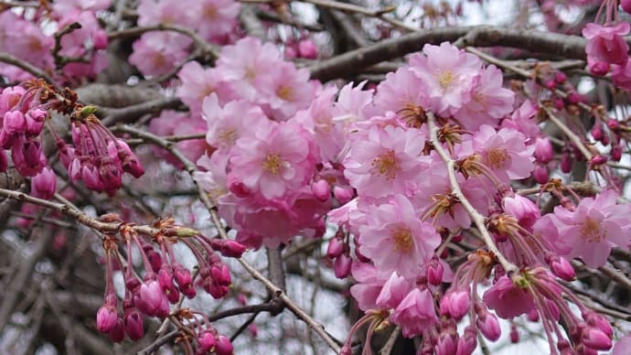 4月8日(月)二本松へ·一本桜めぐり