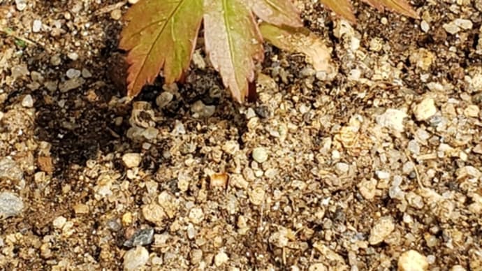 自然に落ちて発芽したもみじの苗
