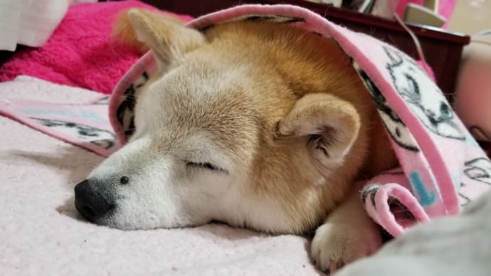 朝から雨じゃ~