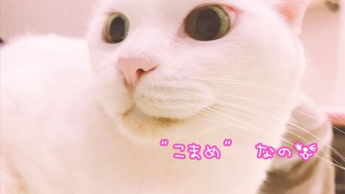 胡豆・胡胡・胡銀・胡珀・さすけ 11歳!