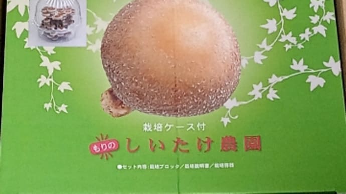 5年ぶりのシイタケ栽培☺️