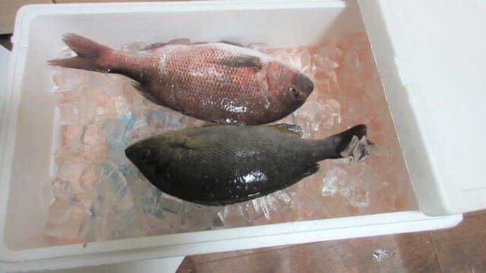 魚、さばいてみた