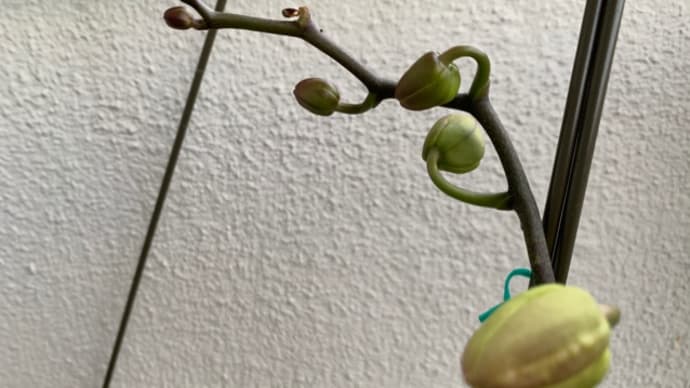 咲かすぞ胡蝶蘭（５）