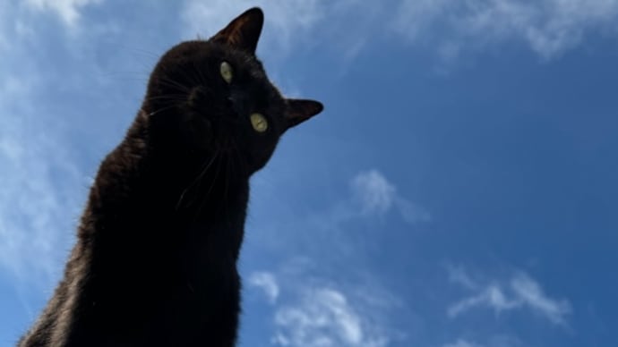 青空と黒猫と時々白猫(笑)