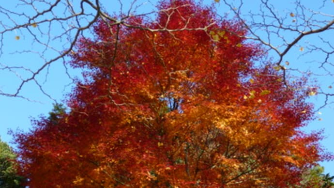 紅葉