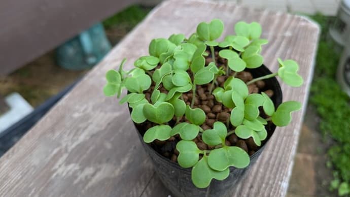 白菜ほまれの極みの移植