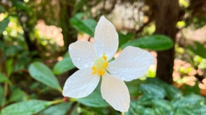 白い花が涼しげ♡