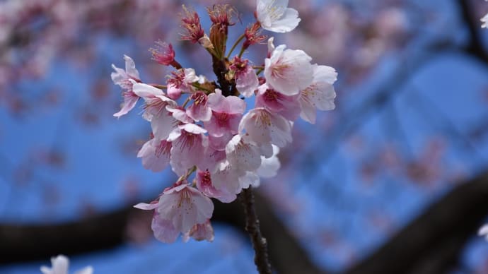 早咲き桜狩り　神奈川県鎌倉市　日比谷花壇大船フラワーセンター（5）大寒桜