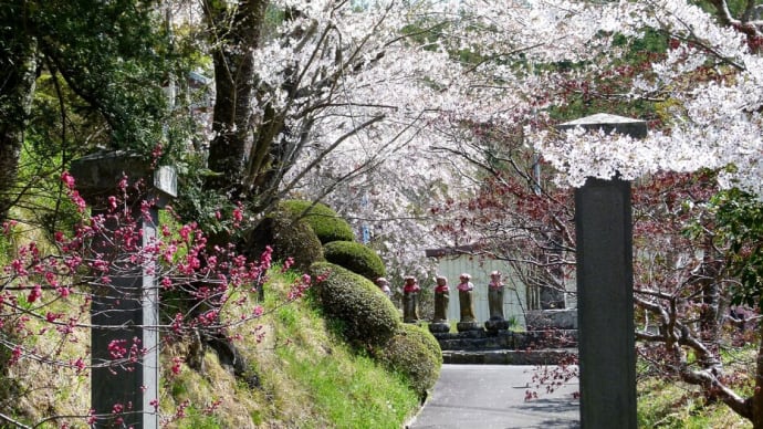 信州･･･桜満開の青木村「大法寺」･･･国宝「三重塔」