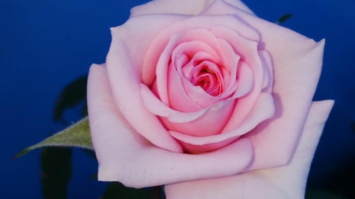 ミニバラ ピンクも開花 20220525