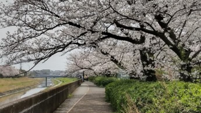 本日の桜