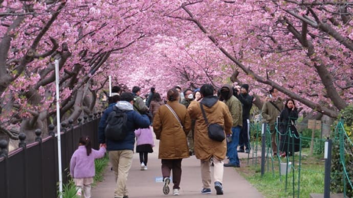 早咲き桜並木がある川沿いを歩く