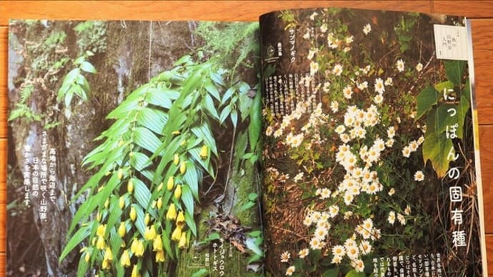 NHK趣味の園芸テキスト、10月号、山野草特集です。
