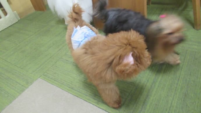 2023/12/21 犬の幼稚園BuddyDog