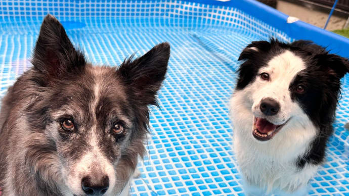 ハイシニア犬のナックリング対策