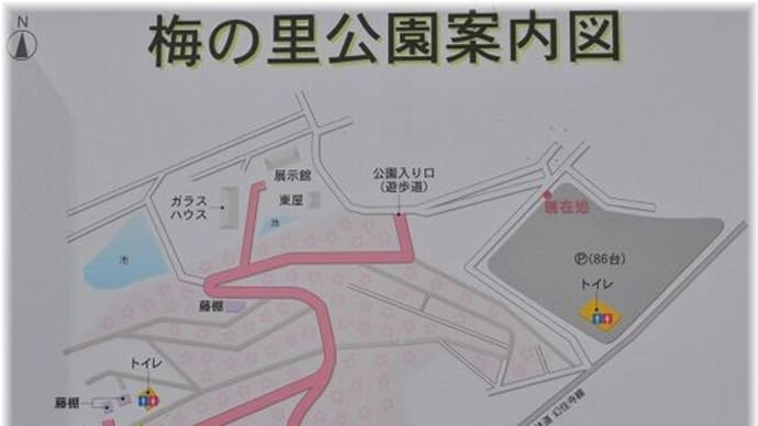 梅の里公園「津山市神代」①梅の花