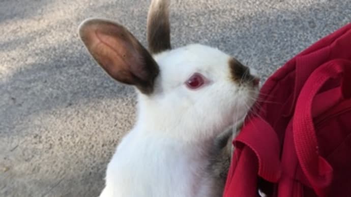 うさぎの島、大久野島🐰