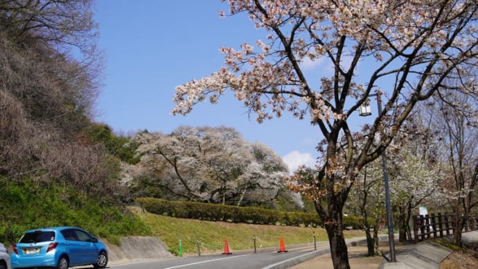 浜田の三隅大平桜