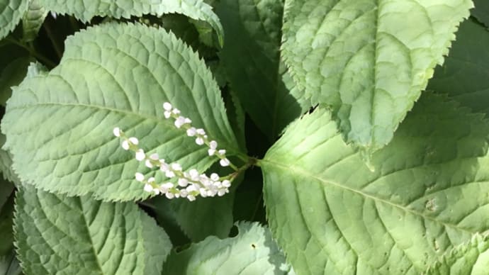 一人静の花