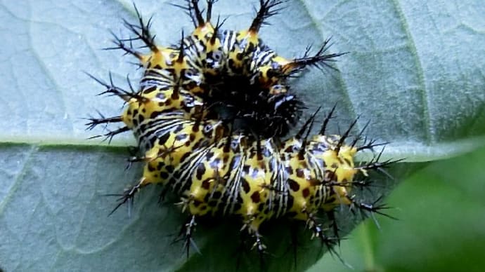 昆虫観察 幼虫編 ルリタテハの幼虫、クワゴマダラヒトリ、他。