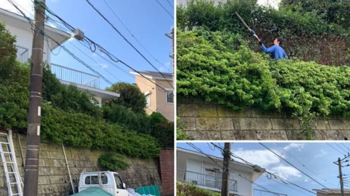 斜面の作業しにくい場所に植えられた垣根の剪定作業