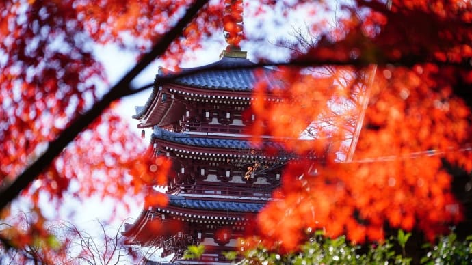 本土寺の紅葉(その3)