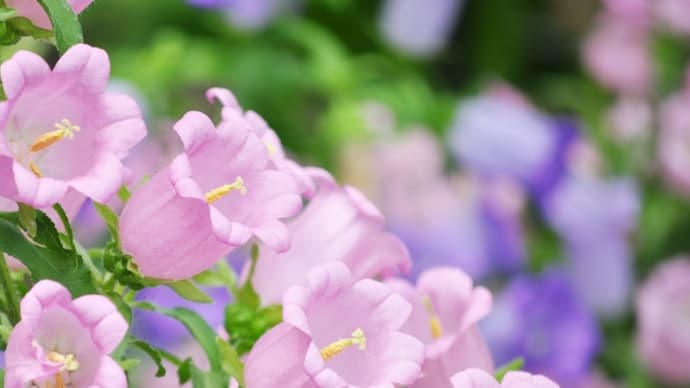 やさしくしおらしい花、釣鐘草〜カンパニュラ🌼アンの散歩道に咲く花 〜『赤毛のアン』に登場する花たち