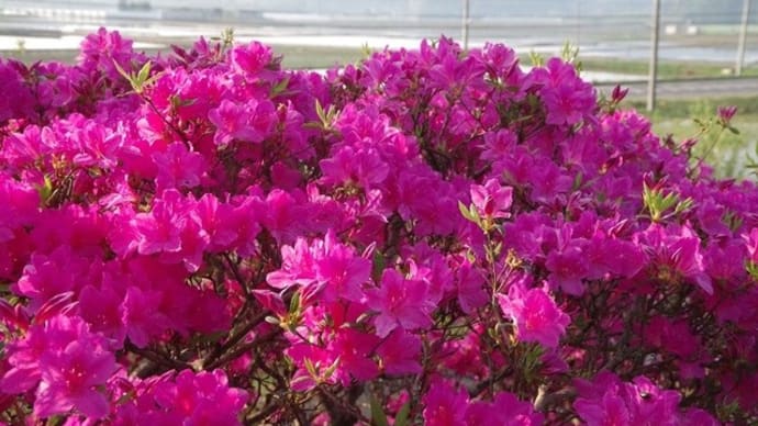 嗚呼花の応援談