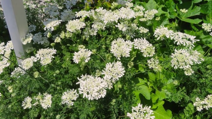 花散歩・純白な花