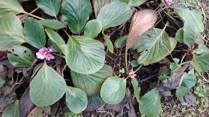 ヒマラヤ雪ノ下や、キルタンサスの黄色の花が咲いて来ました～～！