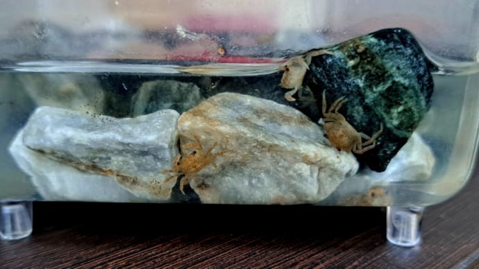 サワガニの観察。