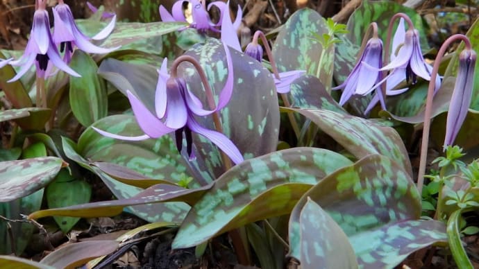 カタクリの花
