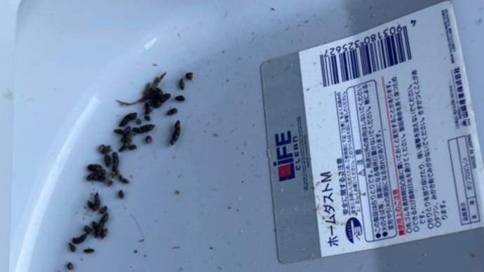 コウモリの穴〜写メの効用