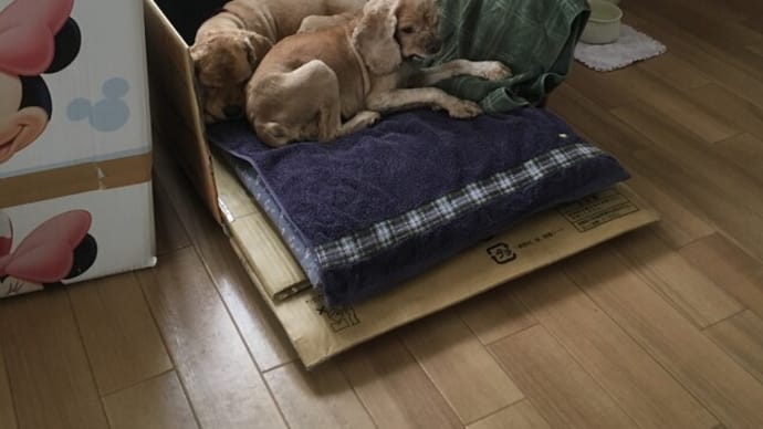 日替り