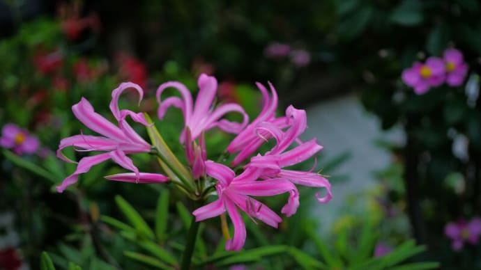 ●我が家の10月の花(5) ダイヤモンドリリー(ネリネ) 秋明菊 黄色い彼岸花