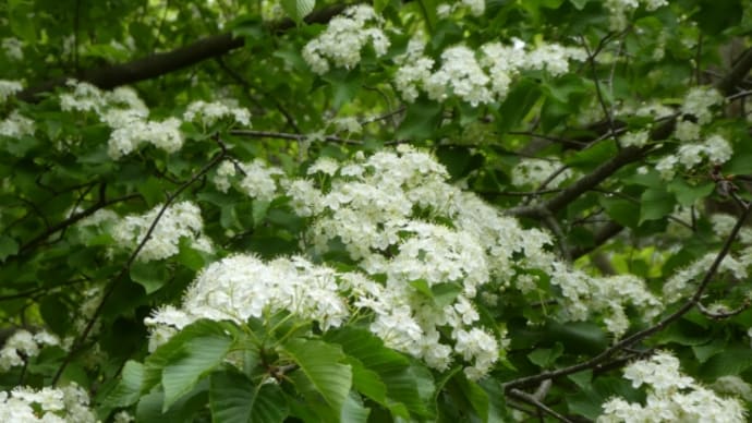白い花が続きます。アズキナシ、ハクサンボク、クロバイ、オオデマリ、ムーシューチュー