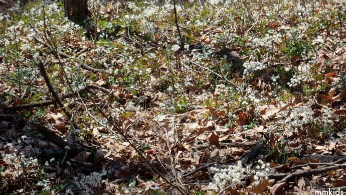 可憐なセリバオウレン。北信濃の春を告げる花の群生地を探しに上杉謙信の山城がある髻山へ(妻女山里山通信)