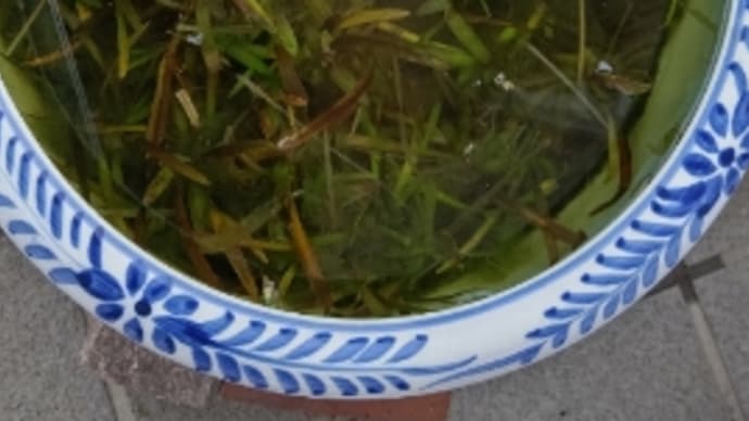 メダカ鉢のアオミドロ