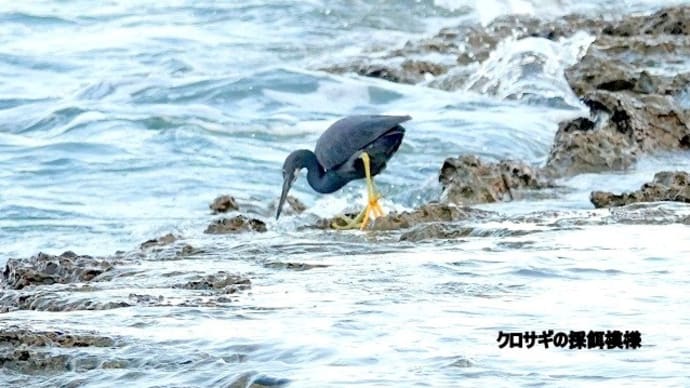 12/16探鳥記録写真:狩尾岬の鳥たち(クロサギの採餌模様、ウミウの飛翔、メジロ、)