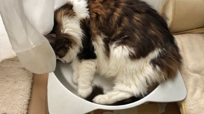 行き倒れの季節