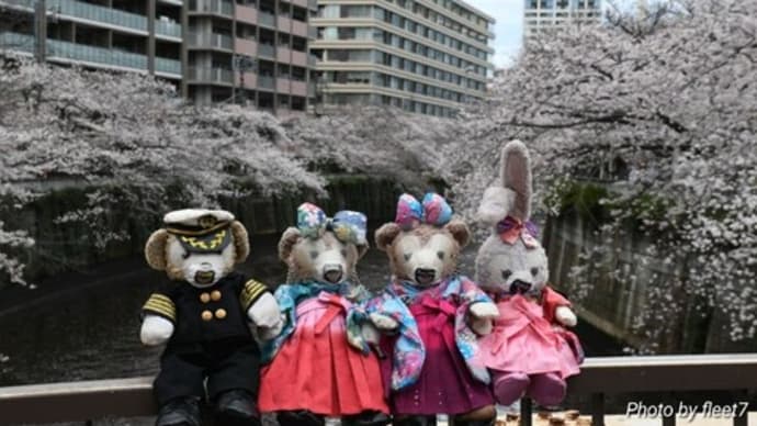 目黒川桜並木なう