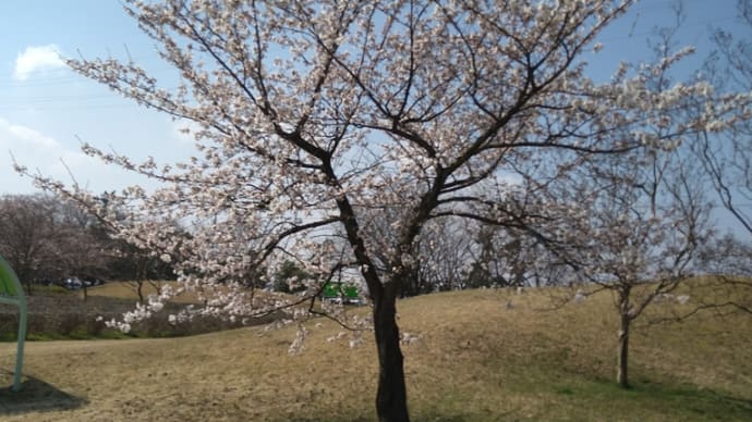 島見緑地公園の桜