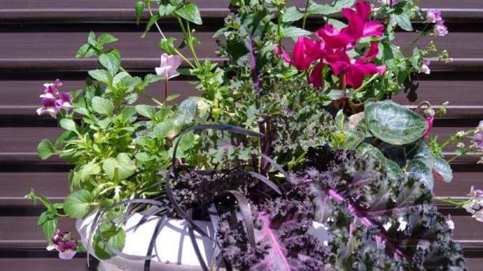 寄せ植えをメンテナンスしました♪
