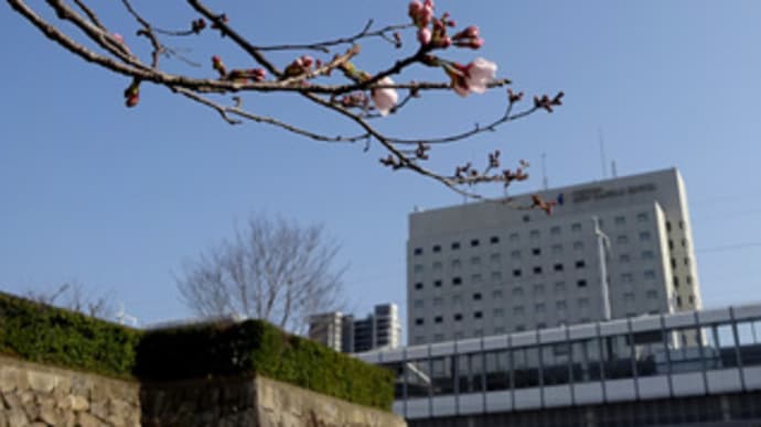 福山城公園のソメイヨシノが開花