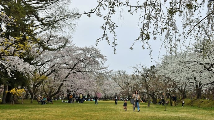 さくら狩り　青森県弘前市弘前公園　弘前さくらまつり2023（2）三の丸の桜